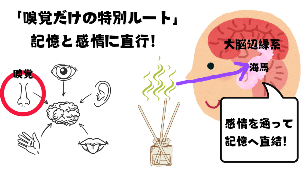 嗅覚は特別なルートで大脳辺縁系に直行し、感情を経て記憶を司る海馬へとつながります。